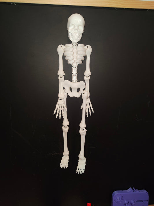 Large flexi skeleton